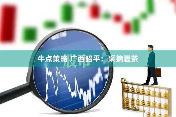 牛点策略 广西昭平：采摘夏茶